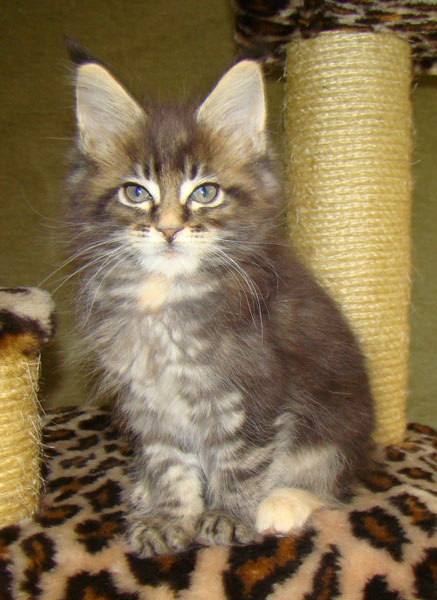     Catsvill County!   !    !       !!!    Catsvill County +7-926-544-74-09     .   ,   ,   ,    ,   ,  ,     ,   -,    ,   !